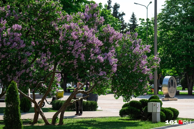 На площади перед ДГТУ тоже есть чему порадоваться | Источник: Евгений Вдовин / 161.RU