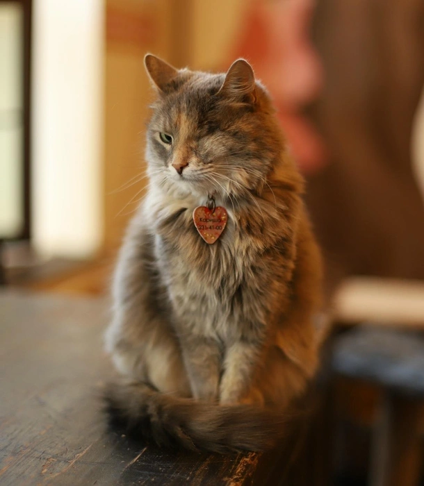 Несколько лет назад у Кариши диагностировали глаукому, и, к сожалению, один глазик спасти не удалось. Но это совсем не мешает ей быть прекрасной и жизнерадостной кошечкой | Источник: Котейня «ЧуКОТка» | котокафе Самара 