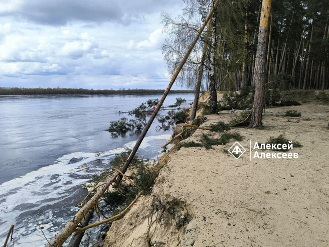 Деревья упали в реку после обрушения набережной Оки | Источник: Алексей Алексеев / t.me
