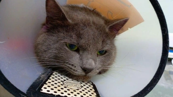 Котику нужно будет подлечить ушко, поэтому он в специальном ветеринарном воротнике | Источник: Наталья, хозяйка кота