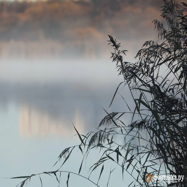 Источник: Сергей Михайличенко / «Фонтанка.ру»