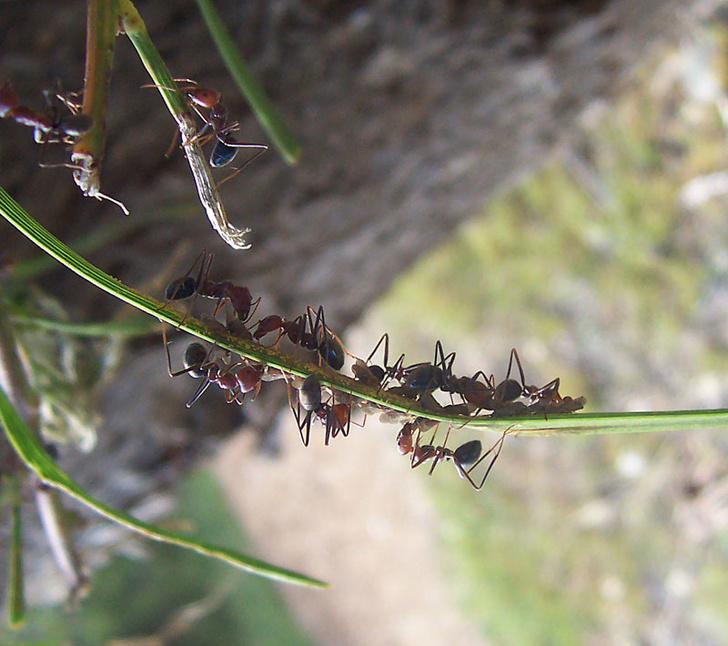 Fir0002 / commons.wikimedia.org
