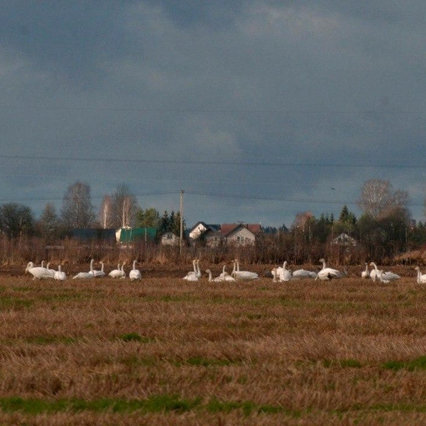 Источник: Павел Глазков / «Каждой твари по паре» 