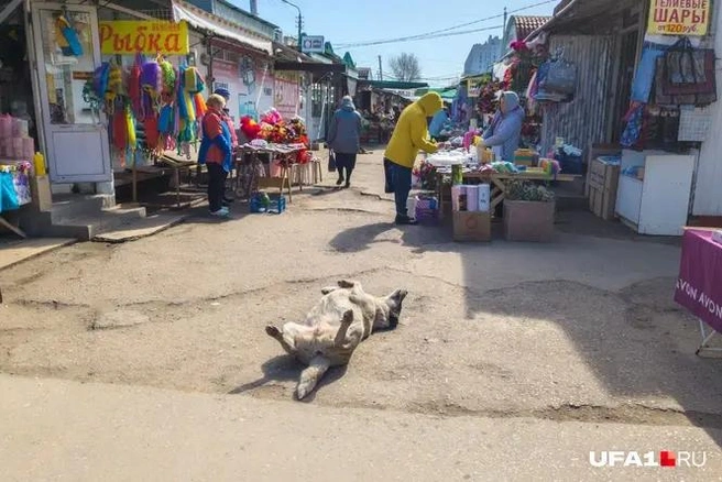 Балдеж выглядит так | Источник: Булат Салихов