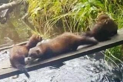 На Урале впервые за полтора века увидели черного хорька