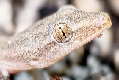 Геккон-нелегал из Вьетнама обрел дом в Иркутском зоопарке