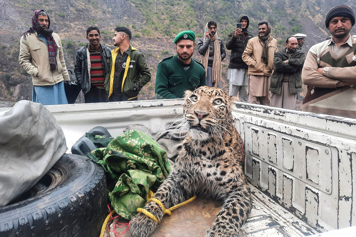 В Пакистане спасли раненого леопарда
