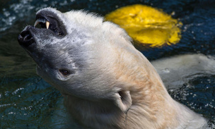 Белый медведь из Нюрнбергского зоопарка нежится в прохладной воде