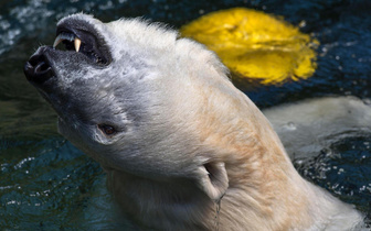 Белый медведь из Нюрнбергского зоопарка нежится в прохладной воде