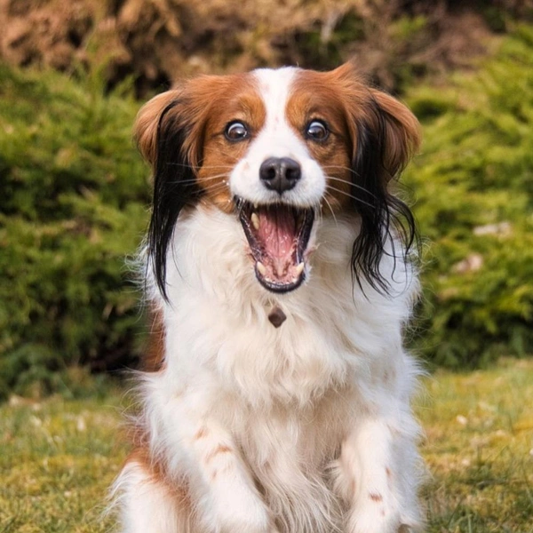Источник: Claus Schwartze / Comedy Pet Photography Awards