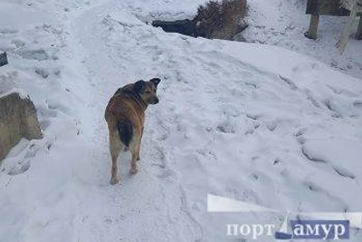В Приамурье девочке, пострадавшей от собаки, выплатят 50 тысяч