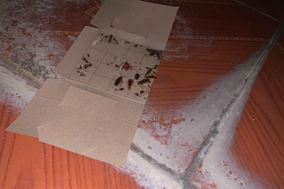 Hospital patients in Tuapse complain of raisin-sized cockroach infestation