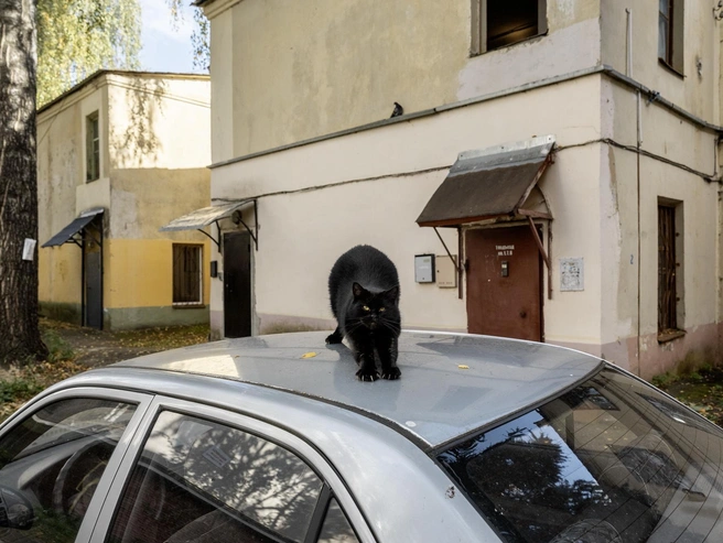 Четвероногий житель двора потягивается на крыше припаркованного автомобиля | Источник: Александр Куренной / 76.RU