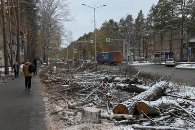 В Академгородке на Морском проспекте вырубили аллею берез