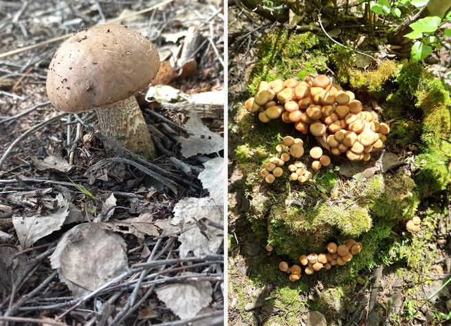 Любители «тихой охоты» находят грибы как в Омске, так и в области | Источник: Людмила Дегтярева, Михаил Чернышев / «Грибы. Грибники Омска и Омской области» / Vk.com