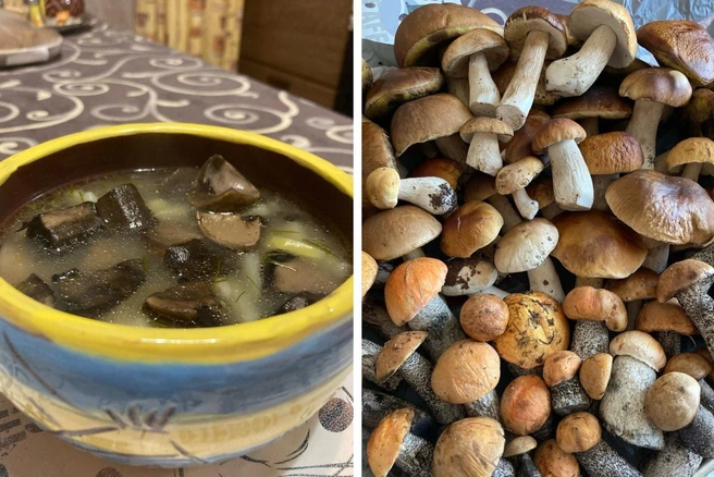 Супы из лесных грибов – рецепты супов из лесных грибов