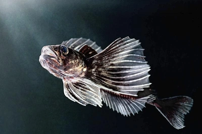 Рыбак заметил «инопланетную» рыбу-эндемика Байкала