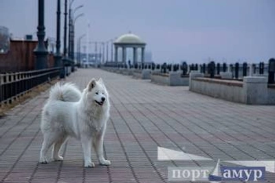 В Приамурье 8 апреля ожидается сильный ветер