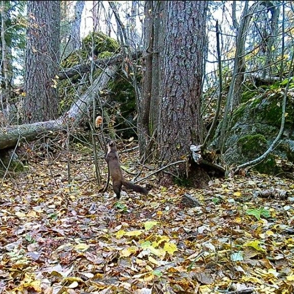 Источник: «Каждой твари по паре»