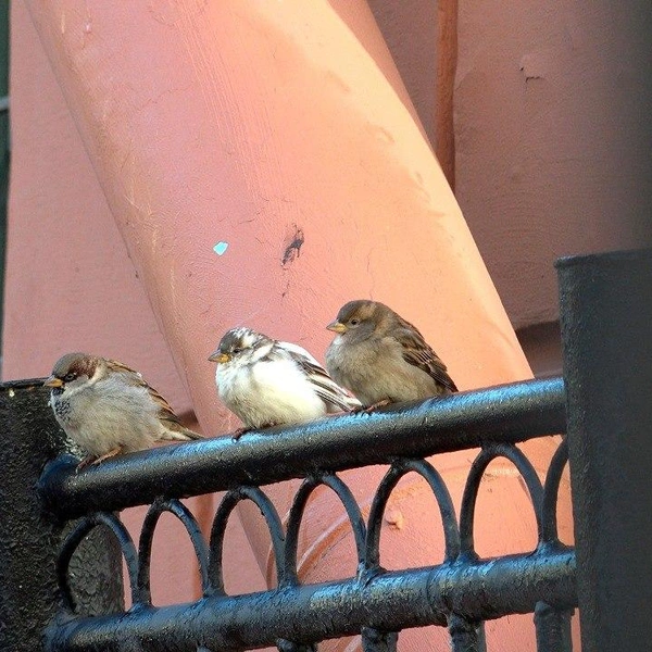 Источник: Павел Глазков / «Каждой твари по паре»