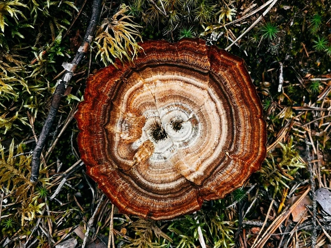 В Ботаническом саду пройдёт традиционный осенний фестиваль «Планета грибов» | Источник: Наталья Гончарова / «Фонтанка.ру»