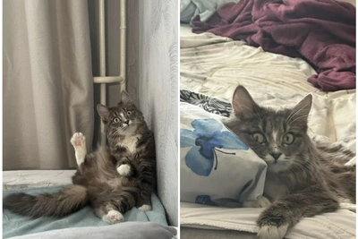 Кошечка Кузя из Иркутска ищет дом: ласковая и болтливая