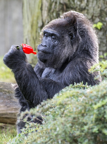 Самая старая горилла в мире отметила 67-й день рождения: 10 лучших фото старушки Фату