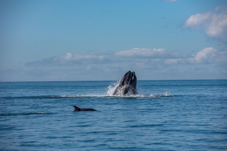 Какую воду пьют киты и дельфины?