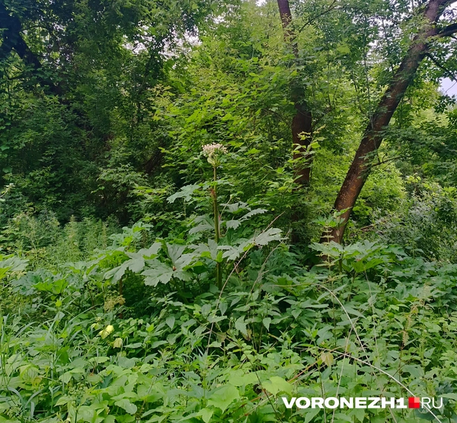 Источник: читательница Voronezh1.ru