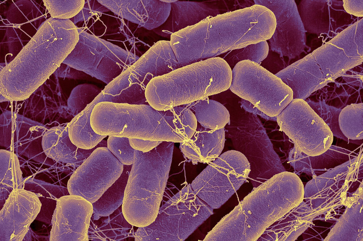 Управляющая компания: как бактерии руководят людьми