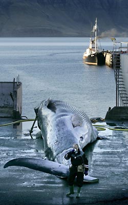 Убийство в открытом море