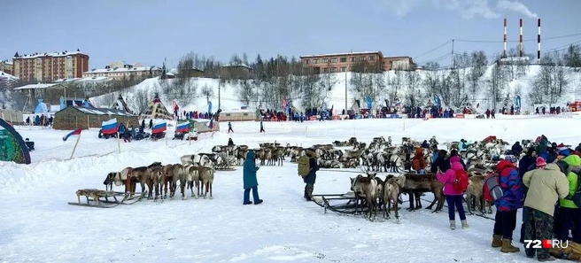 Оказывается, есть оленеводы, которые работают на государство | Источник: Юлия Мальцева / 72.RU