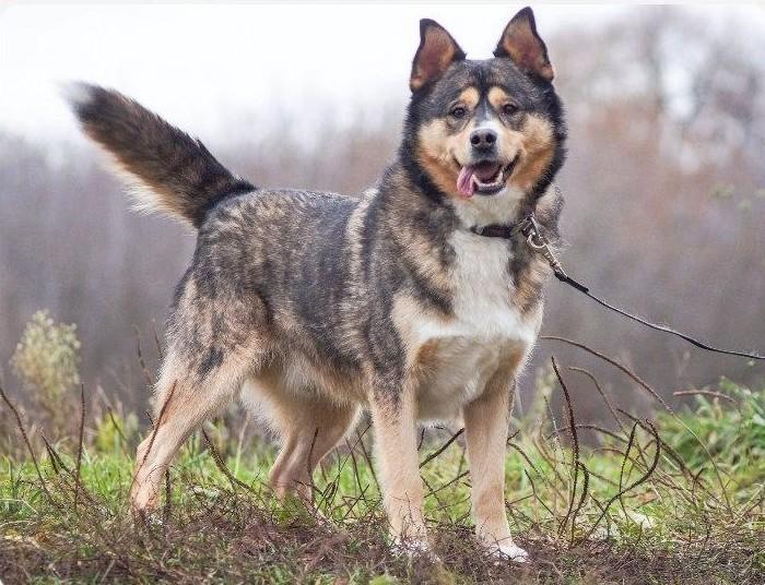 Источник: приют «Печатники»