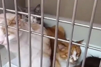 Yakutsk activist demands Vetpolis apology