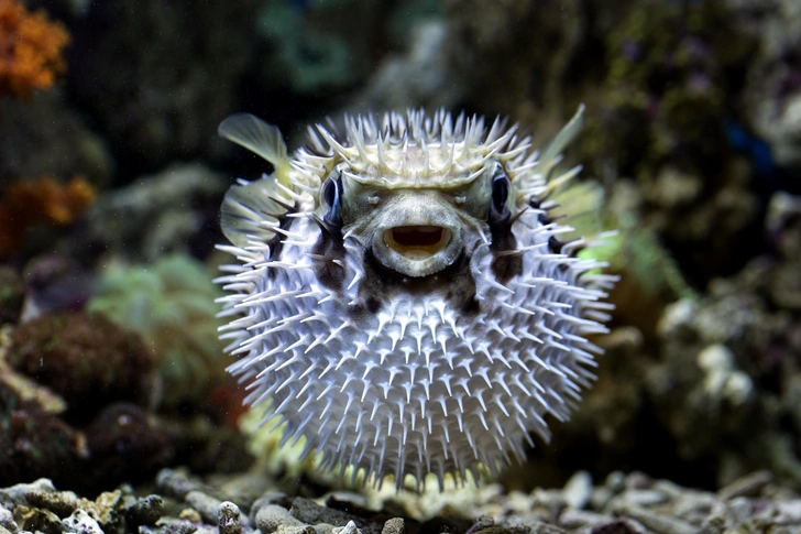 Источник: Aries Sutanto via Shutterstock/Fotodom.ru