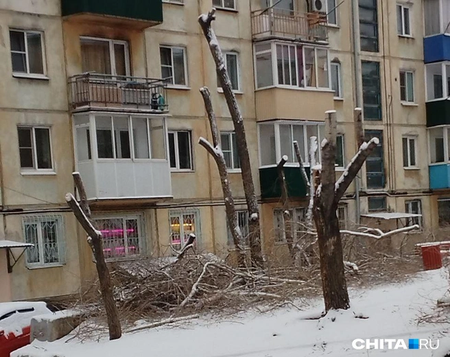 Деревья порубили 22 апреля | Источник: очевидец
