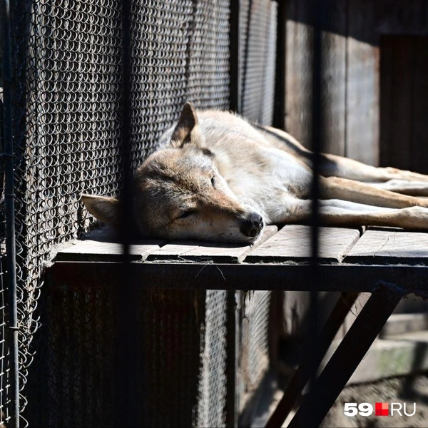 Волк отдыхает в клетке  | Источник: Василина Любимова / 59.RU 