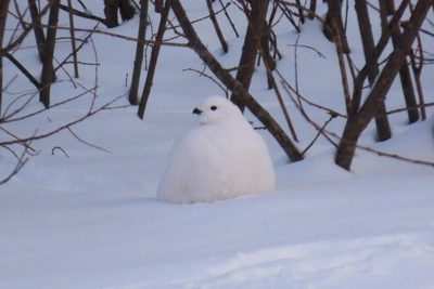 В Новосибирской области сфотографировали белую куропатку