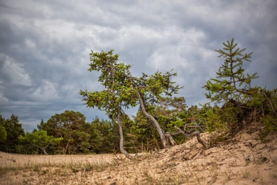 Иркутский митинг против вырубки леса на Байкале