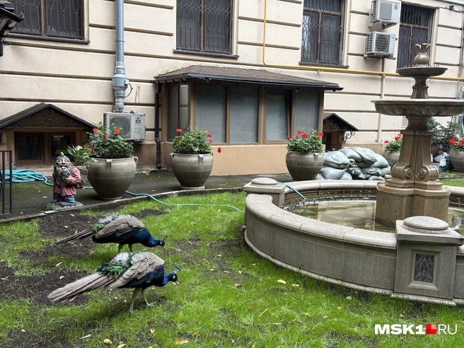 В одном из дворов района Лефортово живут настоящие павлины | Источник: Валерия Животовская / MSK1.RU