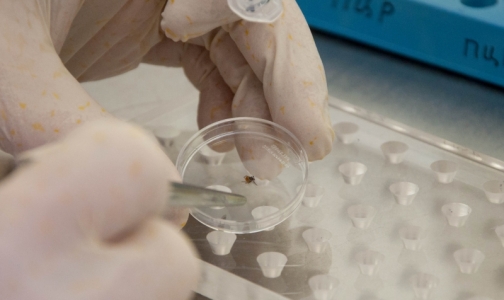 Российские ученые хотят создать пластырь для защиты от клещевого энцефалита