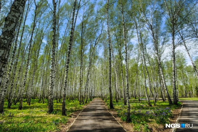 В парках может быть небезопасно | Источник: Ольга Бурлакова / NGS.RU