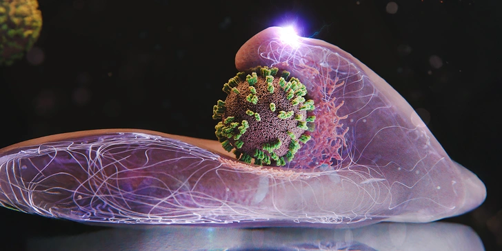 Клетки активно участвуют в захвате и инкорпорации вирусов гриппа. На изображении показана клетка с вирусом в центре | Источник: Emma Hyde/ETH Zurich