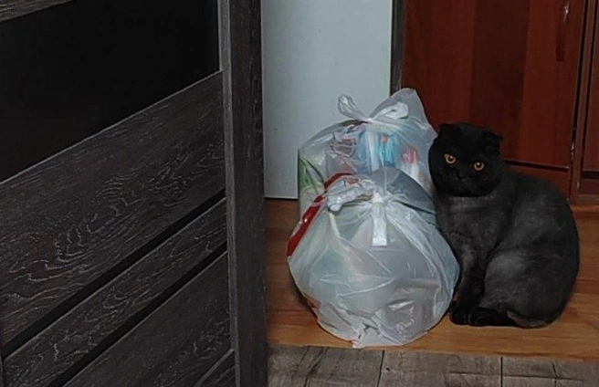 Нужна помощь с уборкой? Обращайтесь! Первый в Самаре котоклининг  | Источник: читатель 63.RU 