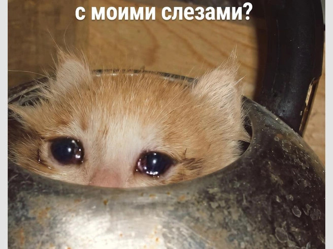 Вы знаете, кому и когда отправить эту картинку | Источник: Городские медиа