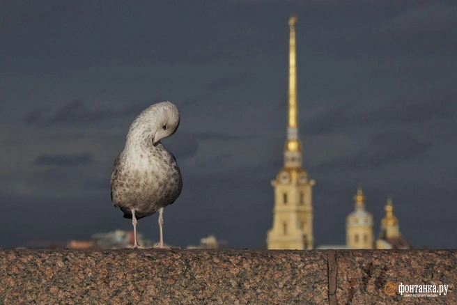Циклоны с северных морей подарят Петербургу теплую для ноября погоду | Источник: Михаил Огнев / «Фонтанка.ру»