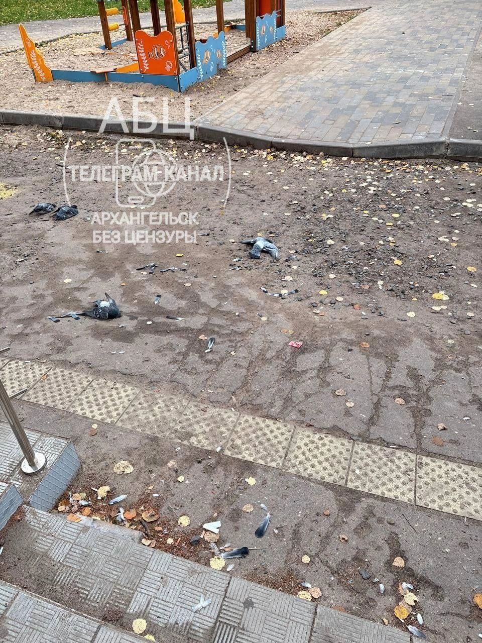 Источник: Архангельск Без Цензуры 18+ / t.me