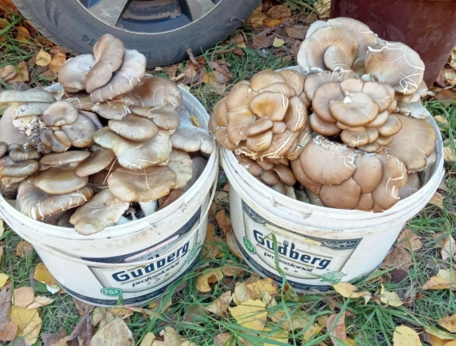 Вешенки собирают на юге области — в Одесском | Источник: «Грибы. Грибники Омска и Омской области» / vk.com 