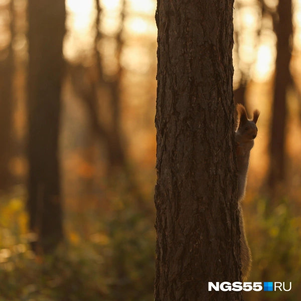Вы не видели мои запасы? | Источник: Евгений Софийчук / NGS55.RU