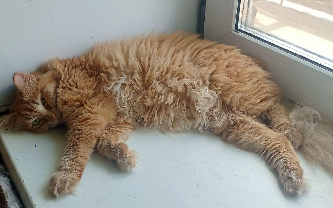 «Прожила эти годы в любви»: почему люди берут из приютов возрастных кошек — истории